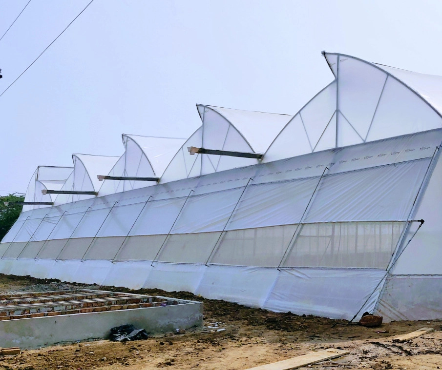 Greenhouse-Farming-Vs-Traditional-Farming-Which-is-More-Profitable