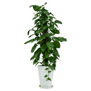 Malabaricum