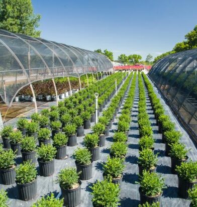 Nursery & Plantation expert V and V Wholesale Nursery in Bardstown, Kentucky