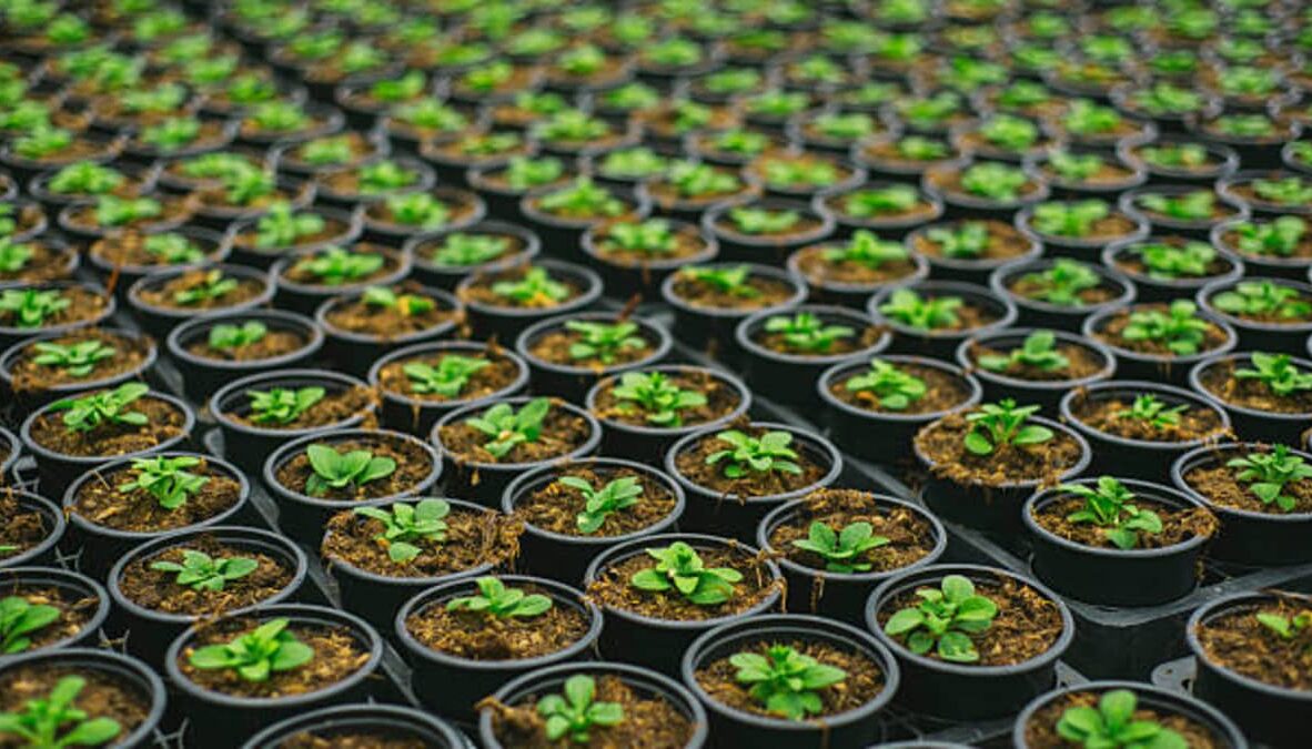 Nursery & Planting Agritox Grow Nursery & Planting Agritox Grow