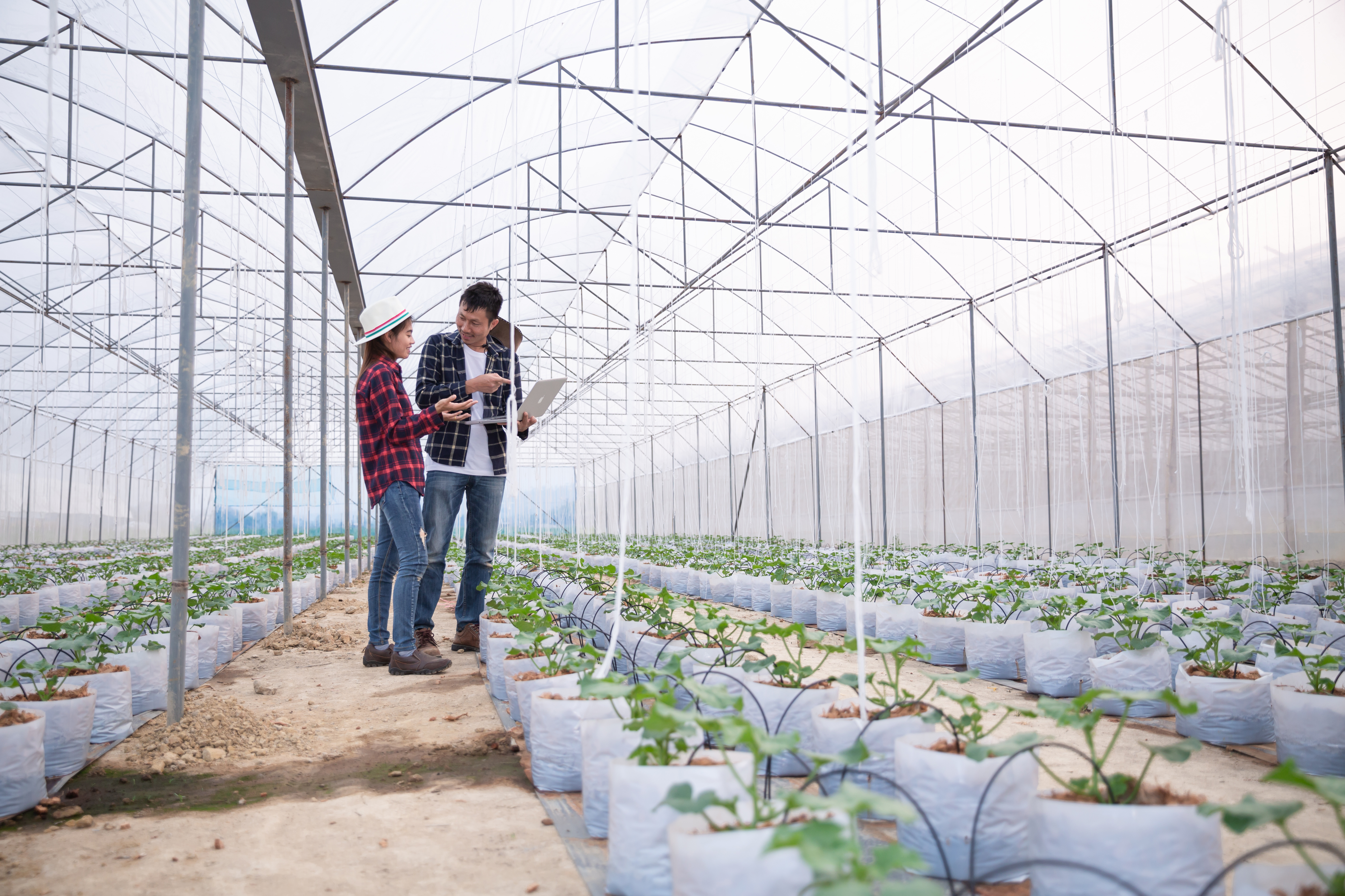 agricultural-researcher-with-tablet-slowly-inspect-plants agricultural-researcher-with-tablet-slowly-inspect-plants